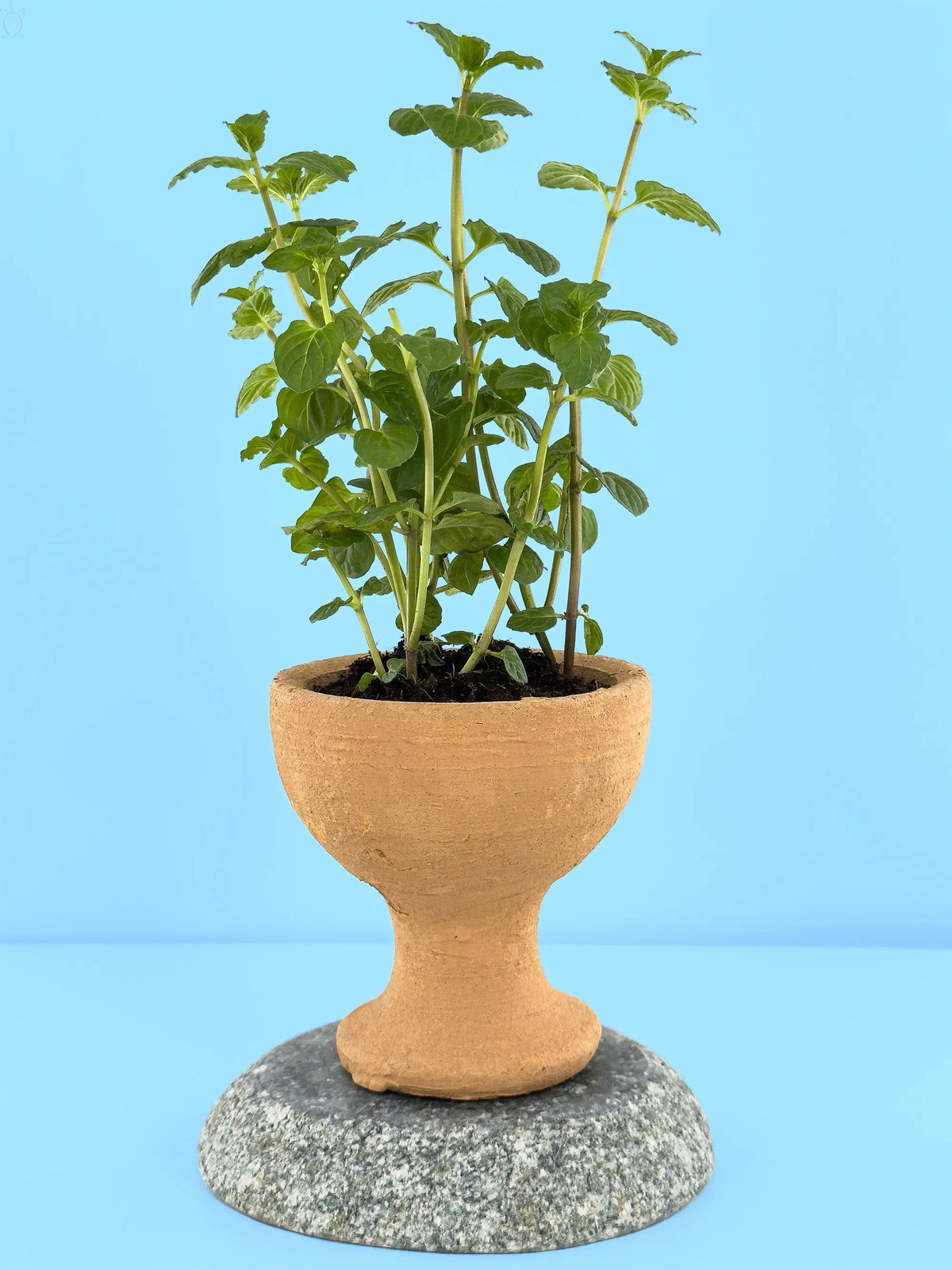 Terra Cotta Gefäß - sveygan - Premium Mediterran